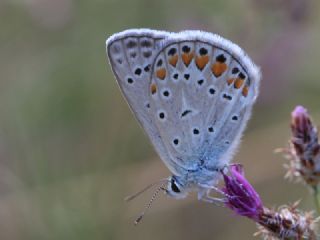 okgzl Mavi (Polyommatus icarus)