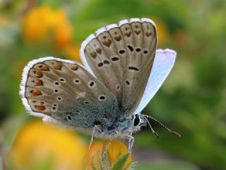 okgzl Gk Mavisi (Polyommatus bellargus)