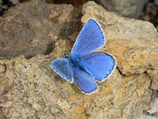 okgzl Gk Mavisi (Polyommatus bellargus)