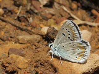 okgzl Turkuvaz Mavisi (Polyommatus dorylas)