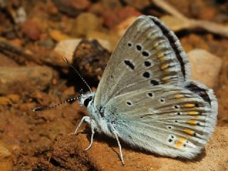 okgzl Turkuvaz Mavisi (Polyommatus dorylas)