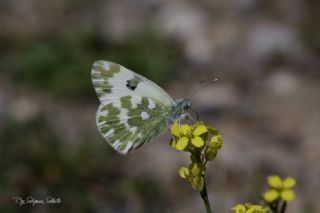 Yeni Beneklimelek (Pontia edusa)