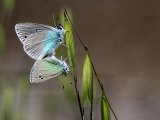 Karagz Mavisi (Glaucopsyche alexis)