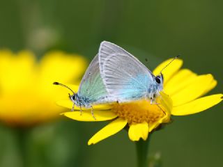 Karagz Mavisi (Glaucopsyche alexis)