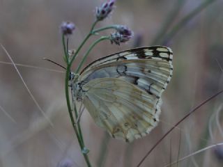 Anadolu Melikesi (Melanargia larissa)