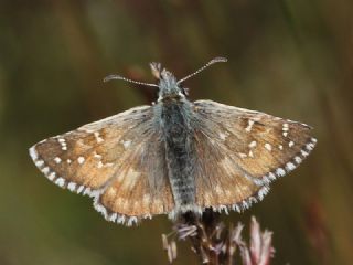 Byk Boz Zpzp (Pyrgus alveus)