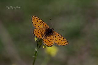 Gzel parhan (Melitaea syriaca)