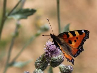 Aglais (Aglais urticae)