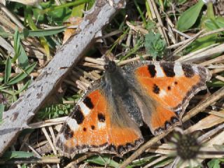 Aglais (Aglais urticae)