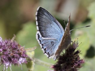 okgzl Levantin illi Mavisi (Polyommatus syriaca)