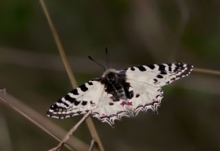 Orman Fistosu (Allancastria  cerisyi)