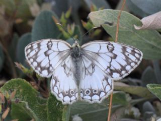 l Melikesi (Melanargia grumi)