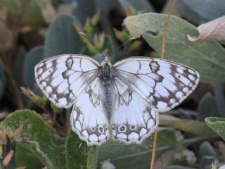 l Melikesi (Melanargia grumi)