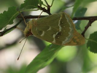 Bahadr (Argynnis pandora)