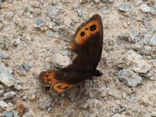 sko Gzelesmeri (Erebia aethiops)