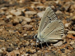 okgzl Anadolu Beyaz (Polyommatus menalcas)