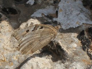 Cad (Chazara briseis)