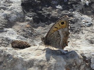 Seyit (Arethusana arethusa)