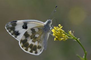 Yeni Beneklimelek (Pontia edusa)