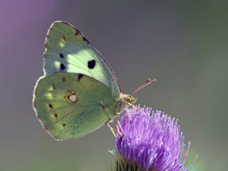 Sar Azamet (Colias croceus)