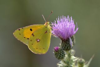 Sar Azamet (Colias croceus)