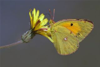 Sar Azamet (Colias croceus)