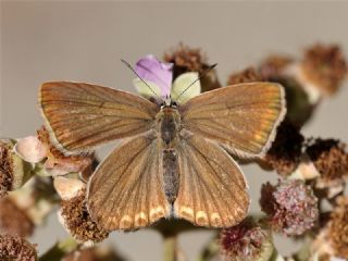 Anormal okgzl (Polyommatus admetus)