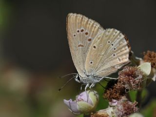 Anormal okgzl (Polyommatus admetus)