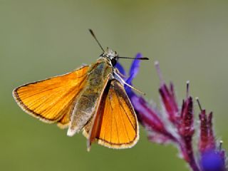 Siyah Antenli Zpzp (Thymelicus lineolus)