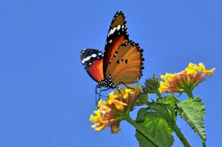 Sultan (Danaus chrysippus)