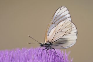 Al Beyaz (Aporia crataegi)