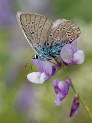 okgzl Amanda (Polyommatus amandus)