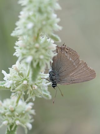 Byk Sevbeni (Satyrium ilicis)