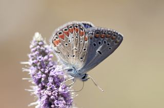 okgzl Meneke Mavisi (Polyommatus thersites)