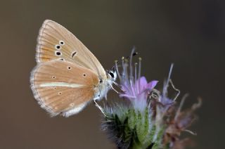 okgzl Anadolu Beyaz (Polyommatus menalcas)