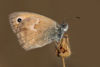 Kk Zpzp Perisi (Coenonympha pamphilus)