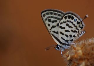 Balkan Kaplan (Tarucus balkanicus)