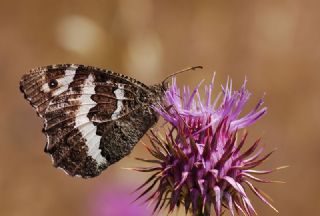 Kara Murat&nbsp;(Brintesia &nbsp;circe)