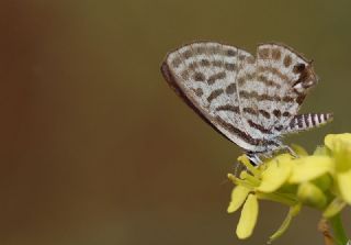 Balkan Kaplan�&nbsp;(Tarucus&nbsp;balkanicus)