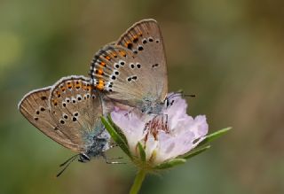 Kk Benekli Sevbeni (Satyrium ledereri )