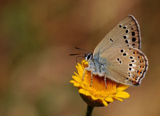 Kk Benekli Sevbeni (Satyrium ledereri )