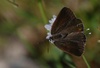 Gzel Sevbeni (Satyrium spini)