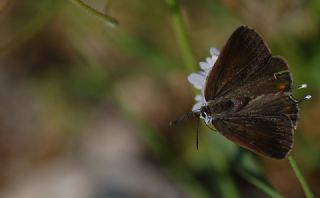 Gzel Sevbeni (Satyrium spini)