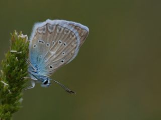 okgzl Dafnis (Polyommatus daphnis)