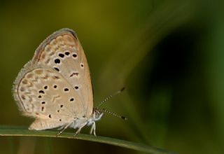 Karsandra (Zizeeria karsandra)