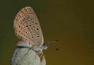 Karsandra (Zizeeria karsandra)