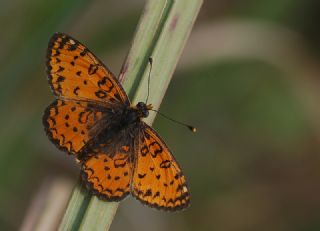 Gzel parhan (Melitaea trivia)