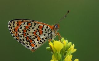 Gzel parhan (Melitaea trivia)
