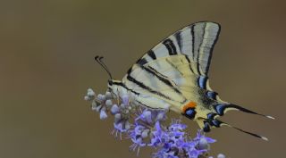 Erik Krlangkuyruk (Iphiclides podalirius)