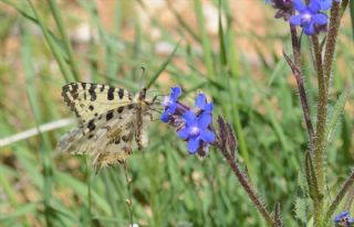 Orman Fistosu (Allancastria  cerisyi)